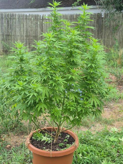 Fuel dog 26. Week 14