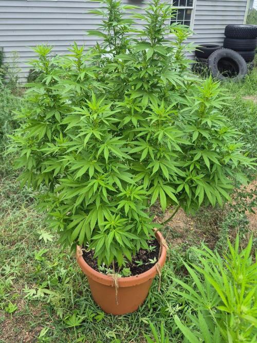 Fuel dog 26. Week 14