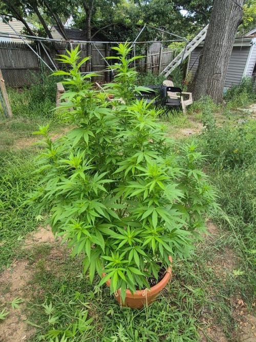Fuel dog 26. Week 14