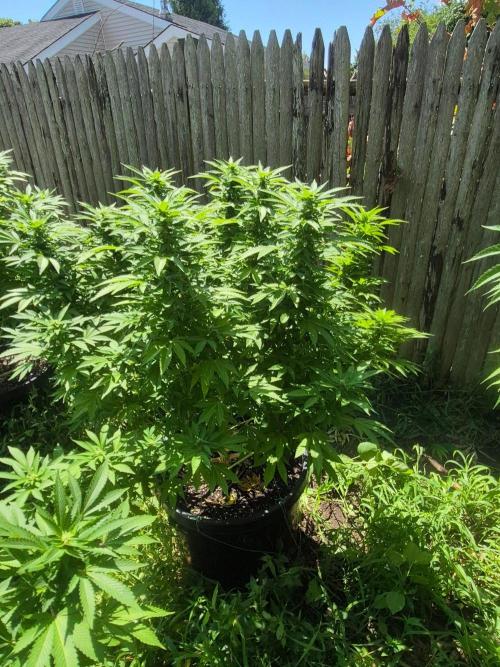 Spring 26. Week 16