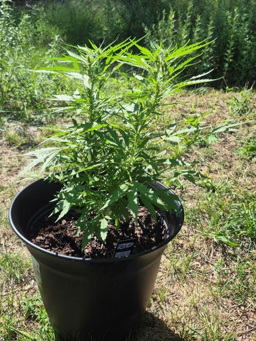 Gorilla/Gelato 26. Week 5