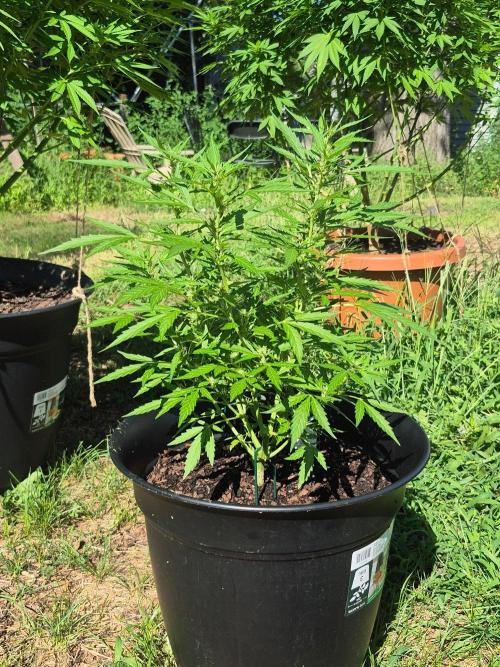 Gorilla/Gelato 26. Week 5