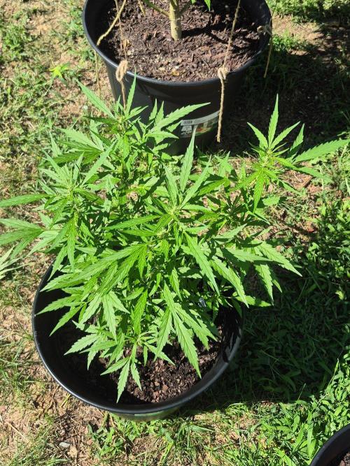 Gorilla/Gelato 26. Week 5