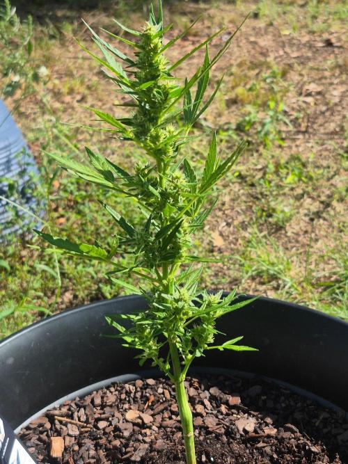 Gorilla/Gelato 26. Week 5