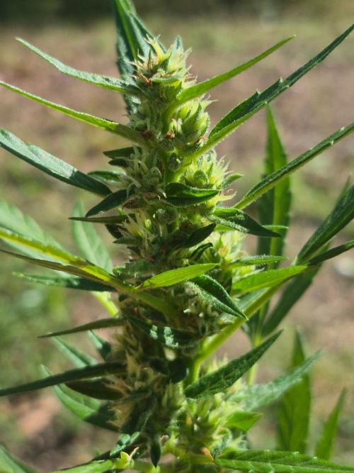 Gorilla/Gelato 26. Week 5