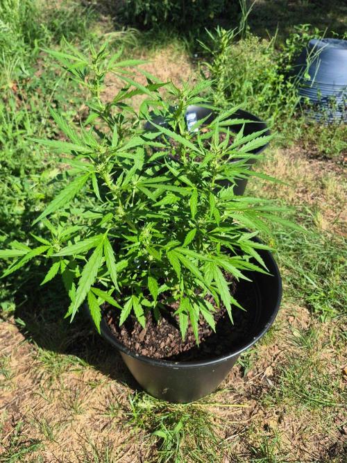 Gorilla/Gelato 26. Week 5