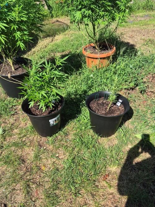Gorilla/Gelato 26. Week 5