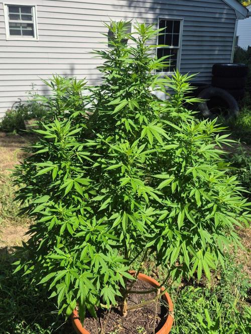 Fuel dog 26. Week 15
