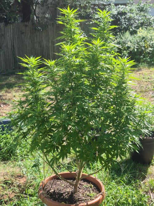 Fuel dog 26. Week 15