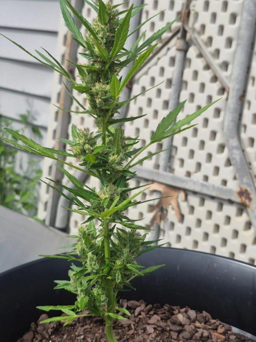 Gorilla/Gelato 26. Week 6