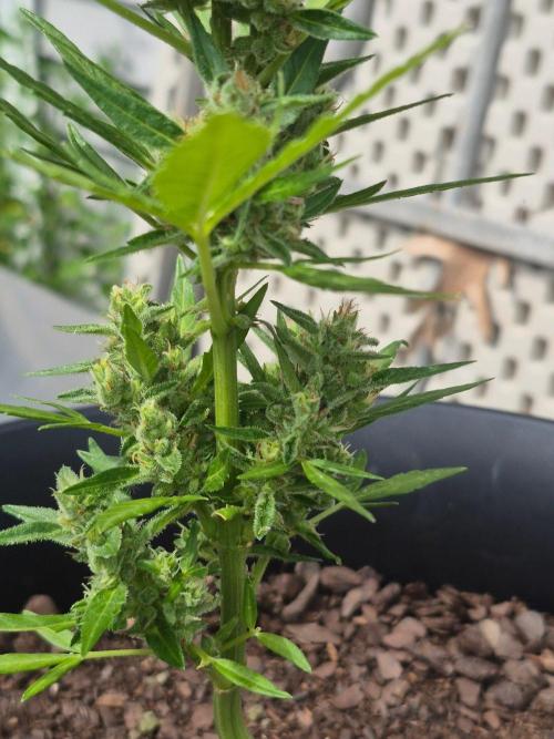 Gorilla/Gelato 26. Week 6
