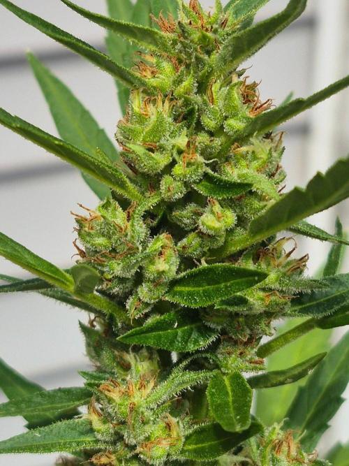 Gorilla/Gelato 26. Week 6
