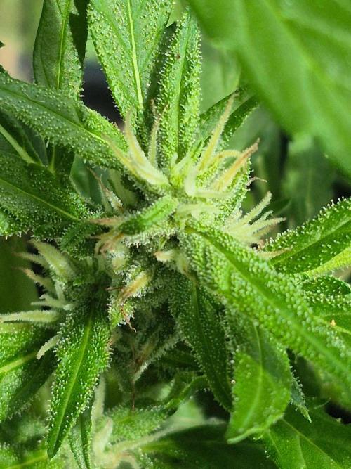 Gorilla/Gelato 26. Week 6