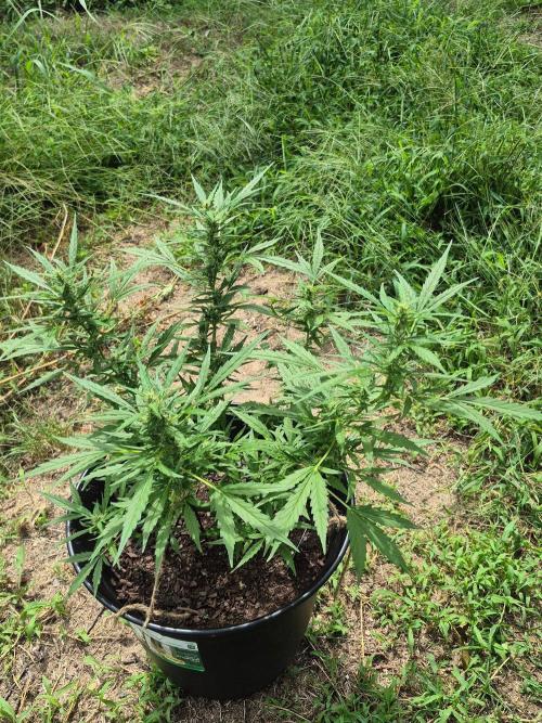 Gorilla/Gelato 26. Week 6