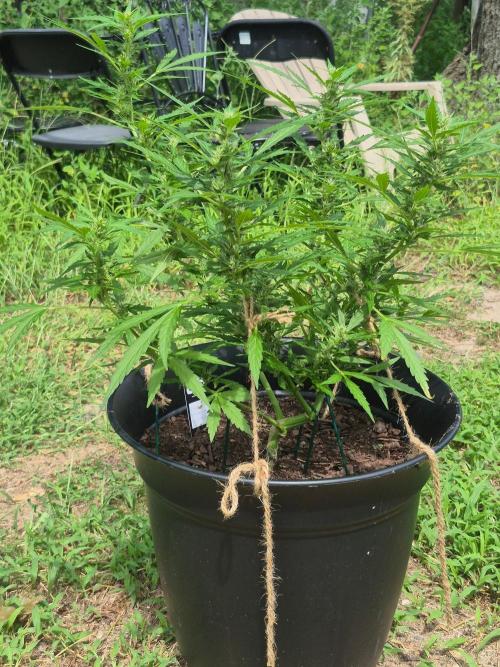 Gorilla/Gelato 26. Week 6