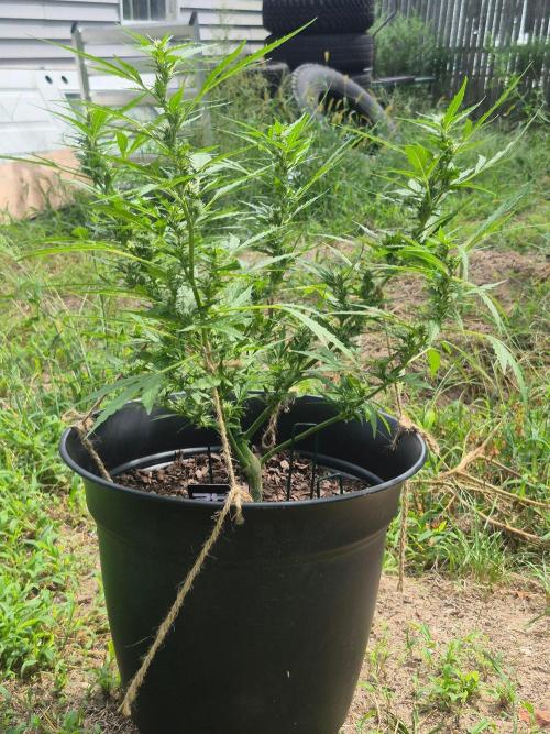 Gorilla/Gelato 26. Week 6