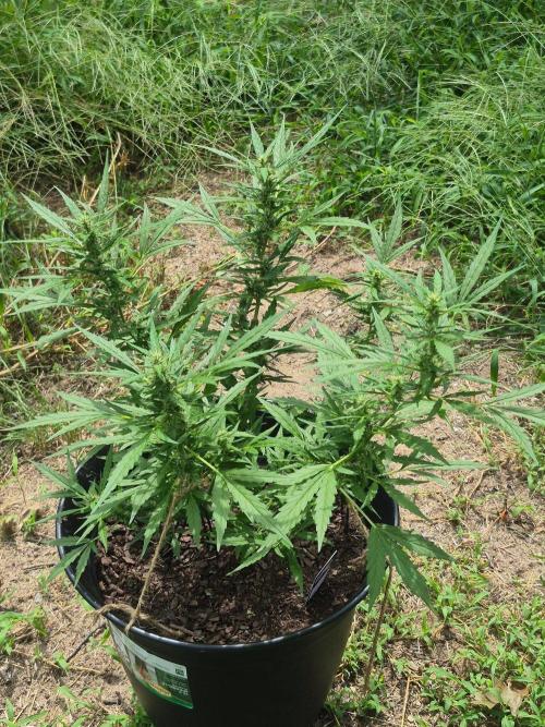 Gorilla/Gelato 26. Week 6