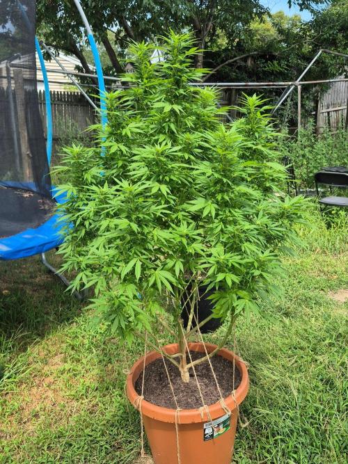 Fuel dog 26. Week 16