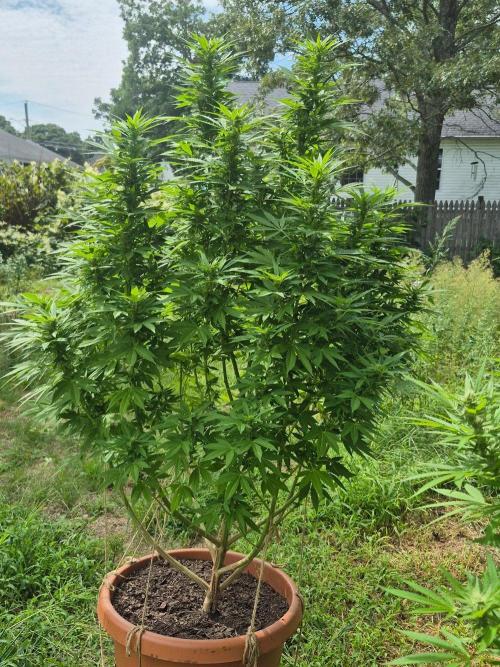 Fuel dog 26. Week 16