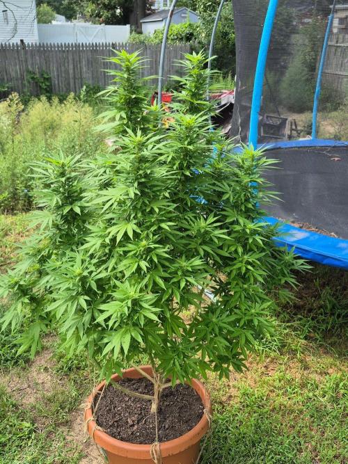 Fuel dog 26. Week 16