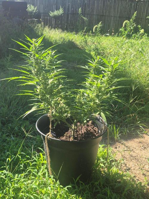 Gorilla/Gelato 26. Week 7