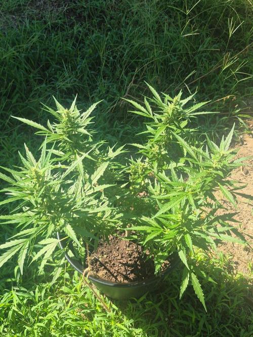 Gorilla/Gelato 26. Week 7