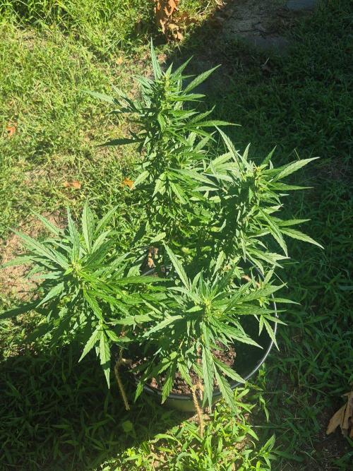 Gorilla/Gelato 26. Week 7
