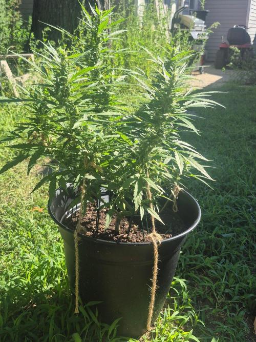 Gorilla/Gelato 26. Week 7