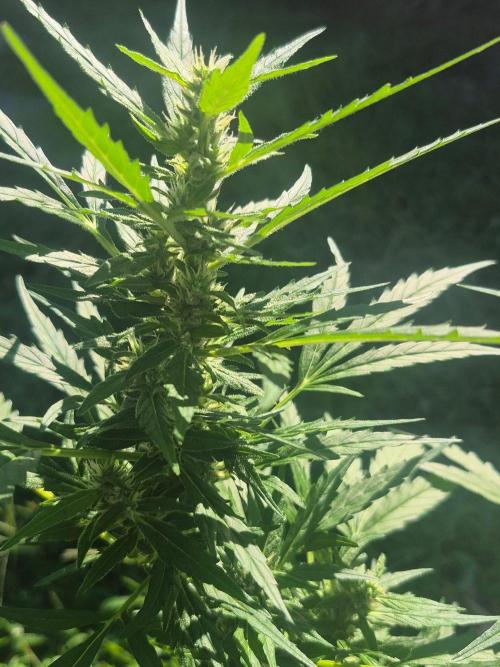 Gorilla/Gelato 26. Week 7