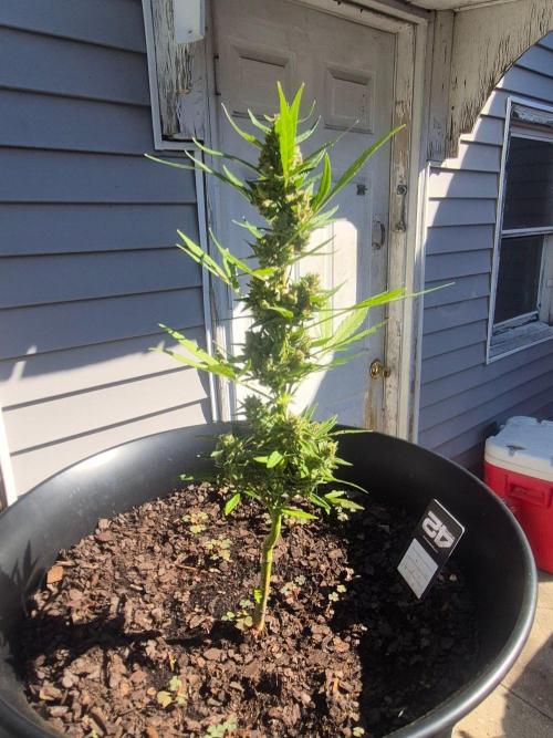 Gorilla/Gelato 26. Week 7