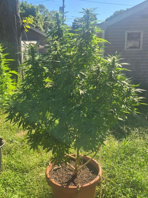 Fuel dog 26. Week 17