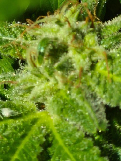 Spring 26. Week 19