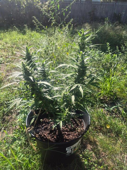 Gorilla/Gelato 26. Week 8