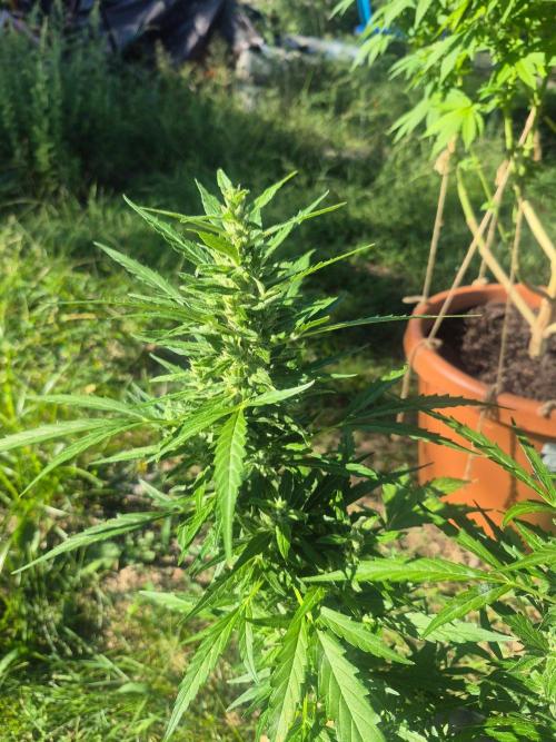 Gorilla/Gelato 26. Week 8