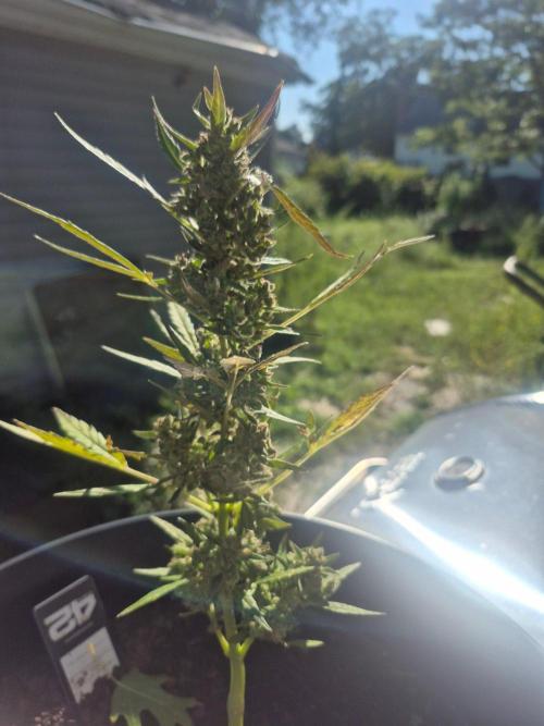 Gorilla/Gelato 26. Week 8