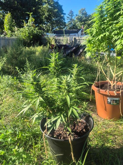 Gorilla/Gelato 26. Week 8