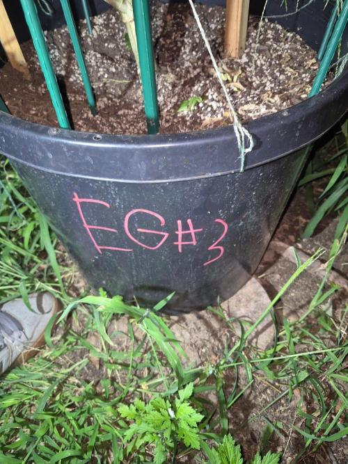 Spring 26. Week 20