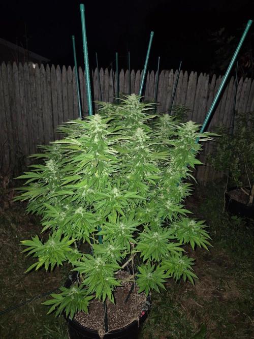 Spring 26. Week 20