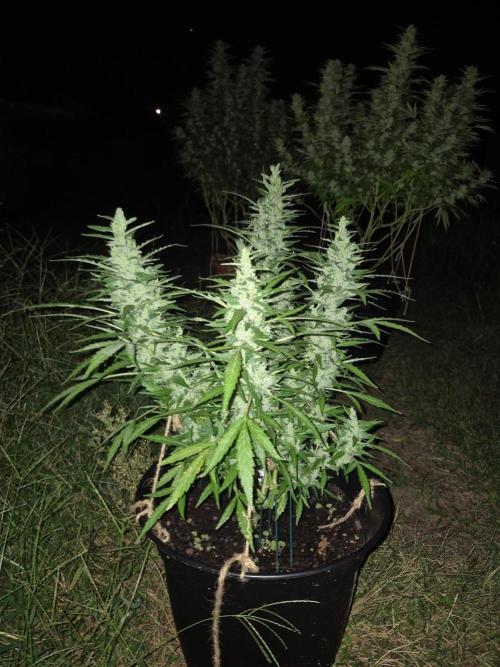 Gorilla/Gelato 26. Week 9