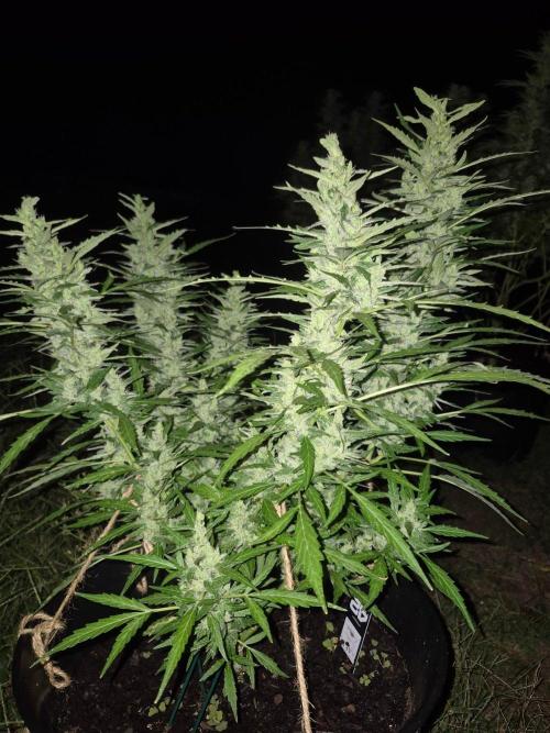 Gorilla/Gelato 26. Week 9
