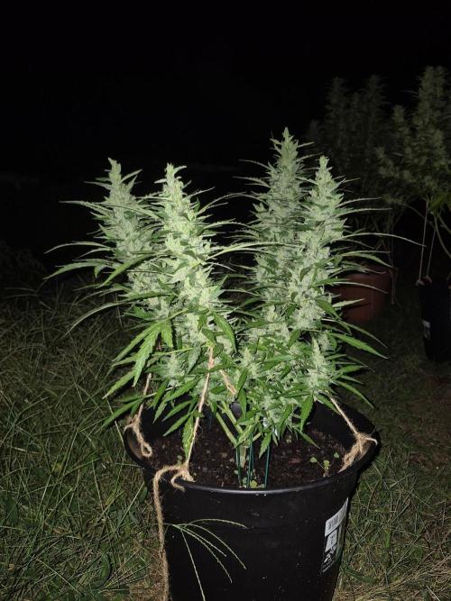 Gorilla/Gelato 26. Week 9