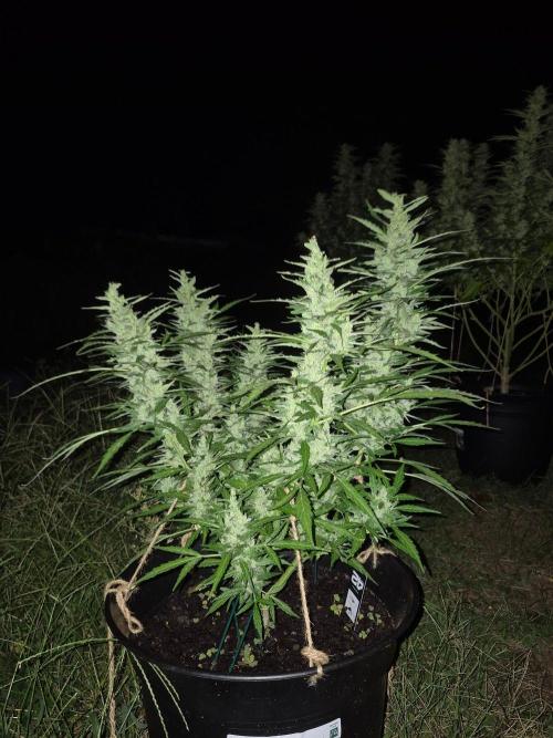 Gorilla/Gelato 26. Week 9