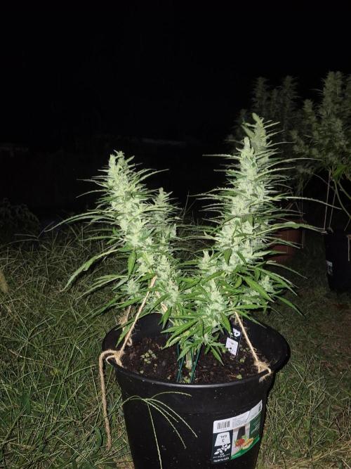 Gorilla/Gelato 26. Week 9