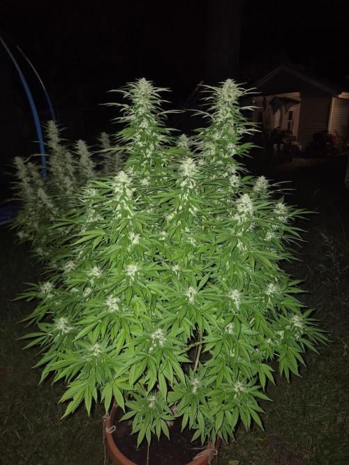 Fuel dog 26. Week 19