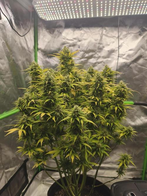Glue Gelato. Week 10