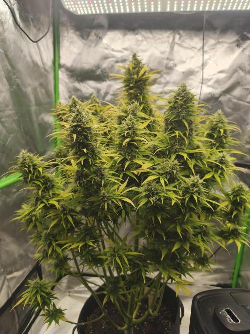 Glue Gelato. Week 10