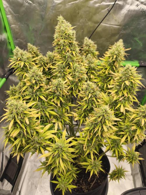 Glue Gelato. Week 12
