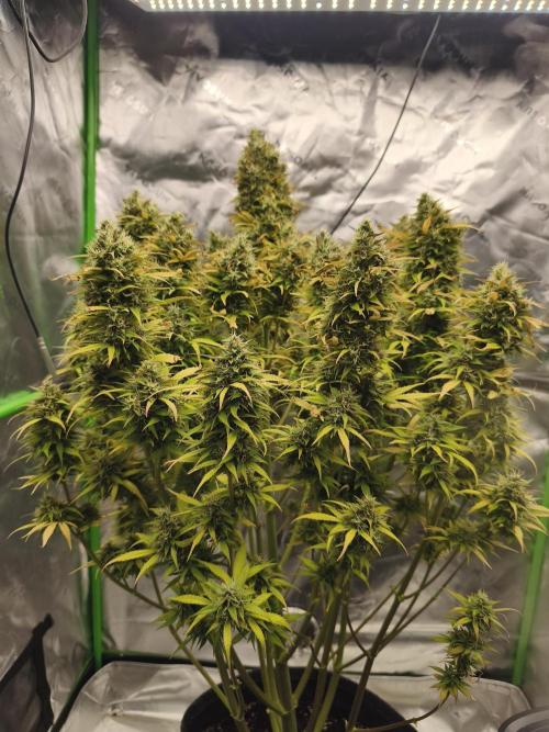 Glue Gelato. Week 12