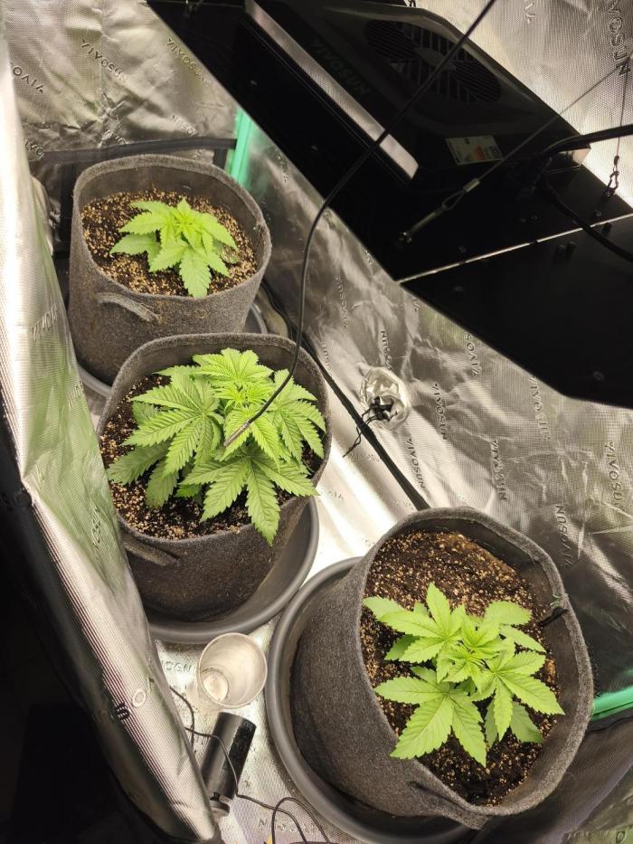 HUCKLEBERRY. Week 3