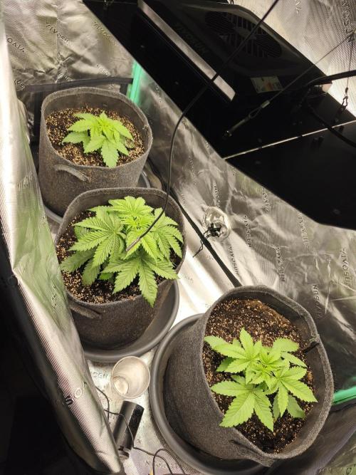Huckleberry Soda. Week 3